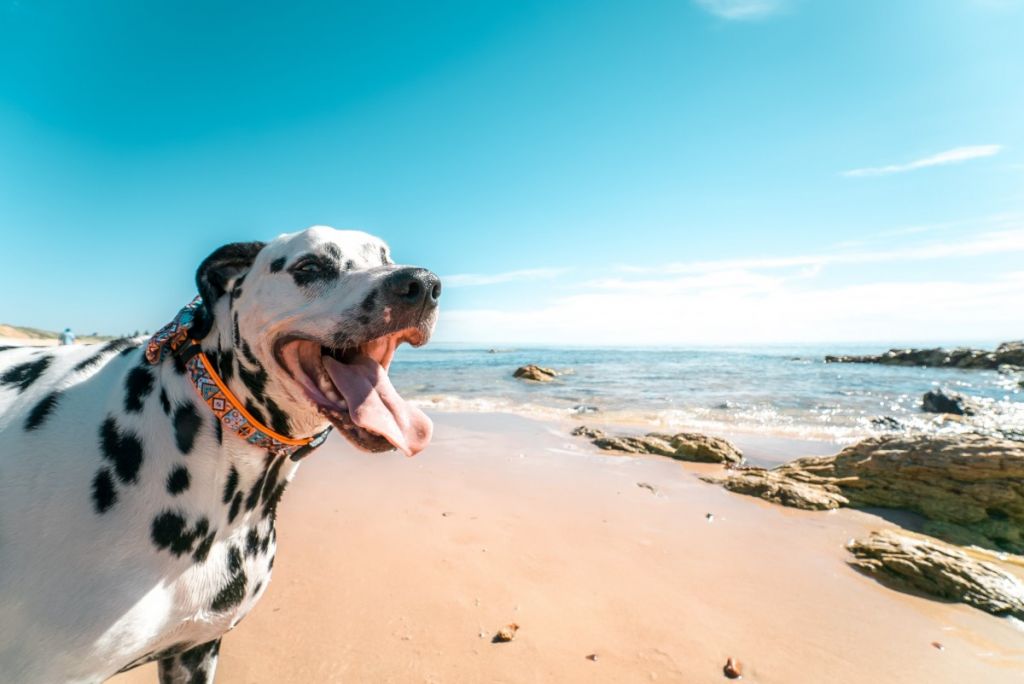 spiagge a follonica per animali